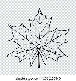 Maple leaf isolated on a transparent background