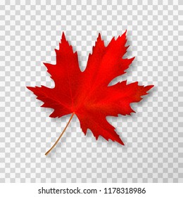 Maple leaf isolated on transparent background. Bright red autumn realistic leaf. Vector illustration eps 10.