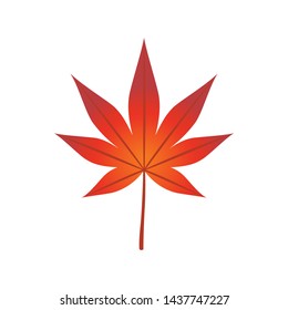 Maple leaf isolated on white background
