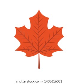 Maple leaf isolated on white background
