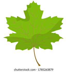 Maple leaf isolated on white background. Part of tree in cartoon style.