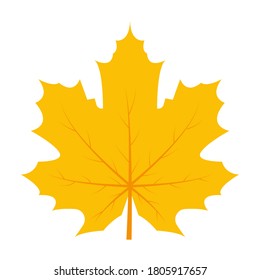 Maple leaf isolated on a white background. Autumn fallen leaves background. Yellow maple leaf vector design illustration.