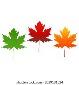 Maple leaf isolated on white background. Autumn leaves background. Vector illustration.