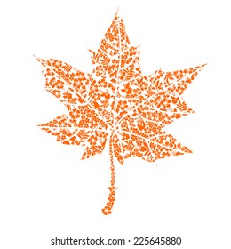 Maple leaf isolated on white background. Vector illustration 