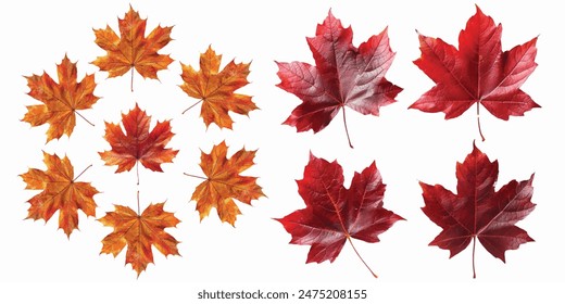 maple leaf isolated on white background 