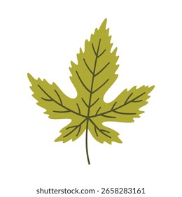 Folha de bordo em verde claro. Um elemento isolado no branco. Fundo de primavera ou verão, ilustração vetorial