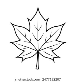 A Maple Leaf Line Art on white background