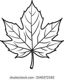 Maple Leaf Line Drawing on a white background