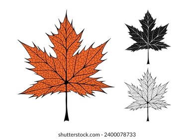 Maple leaf. Linear, silhouette isolated on white background