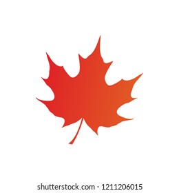 maple leaf logo icon design template vector