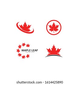 Maple leaf logo template vector icon illustration in flat design 