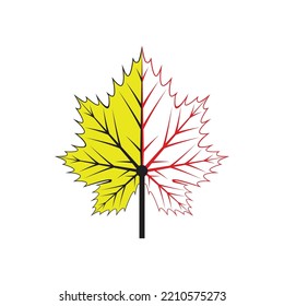 Maple leaf logo Template vector icon illustration design