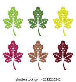Maple leaf logo Template vector icon illustration design