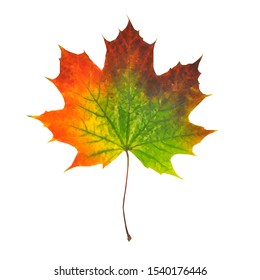 Maple leaf low poly. Fabulous golden autumn. Leaf gradient. Autumn foliage. Vector illustration. Wonderful autumn background. Maple leaf in triangulation technique.