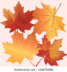 Maple leaf on the background. Vector Maple leaf colorful.