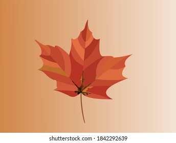 Maple leaf on reddish background