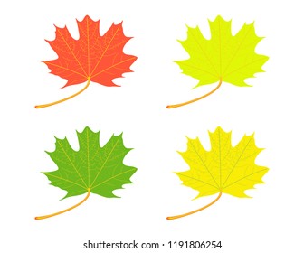Maple leaf on white background