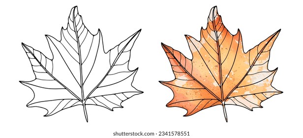 Maple leaf outline on a white background for coloring books and designs. Orange maple leaf in watercolor drawing style. Object for decorations and creating patterns and backgrounds.