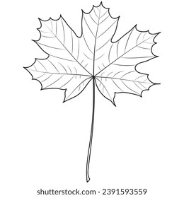 Maple leaf outline, vector botanical illustration. Maple tree leaf silhouette, coloring book page.