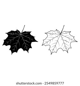 Maple Leaf Outline Vector Illustration. This is a vector illustration of a maple leaf in an outline, black and white style. The leaf has a detailed design with visible veins.