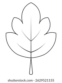 Maple leaf. Part of a tree of beautiful shape with veins. Sketch. Vector illustration. Outline on an isolated white background. Doodle style. Coloring book for children. Idea for web design.