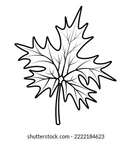 Maple Leaf. Part of a tree with veins. Vector illustration. Outline on isolated white background. Doodle style. Sketch. Coloring book for children. The leaf shape is crown-shaped. Emblem of Canada