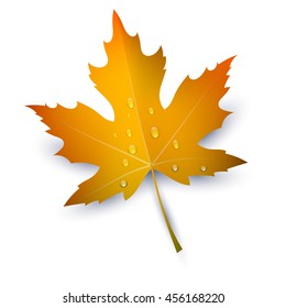 Maple Leaf with raindrops on a white background. Autumn red maple leaf, a symbol of 
autumn. Change element banner seasons. Part of nature, flora. Stock vector illustration