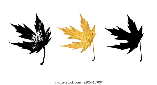 Hoja de arce con una silueta de dibujo realista. 
Aislar sobre un fondo blanco. Ilustración vectorial.