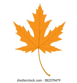 Maple Leaf. Realistic Illustration. Autumn Leaf. 