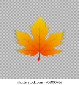 Maple leaf in a realistic style on transparent background, isolated object. Vector illustration, botanical element