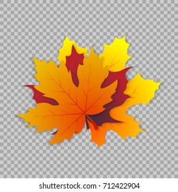 Maple leaf in a realistic style on transparent background, isolated object. Vector illustration, botanical element of autumn leaf for your projects.