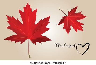 Maple leaf in red vector illustration.