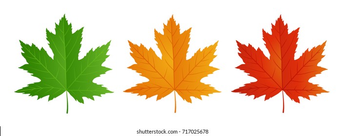 Green Maple Leaf Isolated On White Background. Royalty Free SVG