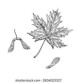 Maple leaf  