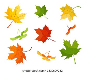 Maple leaf and seeds in red, yellow, and green colors isolated on white background. Autumn set vector  illustration.