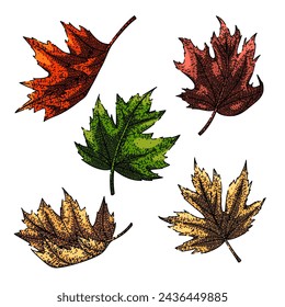 maple leaf set hand drawn. leaves vector, canada canadian, flag red maple leaf vector sketch. isolated color illustration