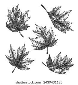 maple leaf set hand drawn. leaves vector, canada canadian, flag red maple leaf vector sketch. isolated black illustration