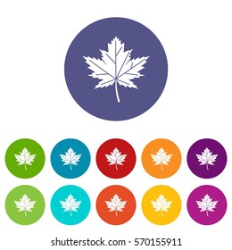 Maple leaf set icons in different colors isolated on white background