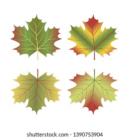 maple leaf set isolated on white background. Vector illustration.