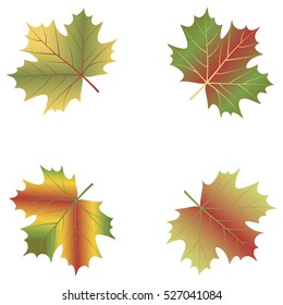 maple leaf set isolated on white background. Vector illustration.