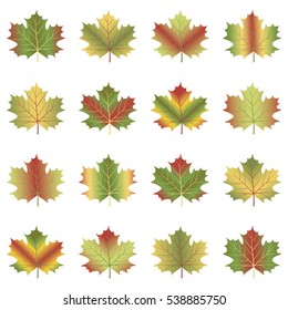 maple leaf set isolated on white background. Vector illustration.