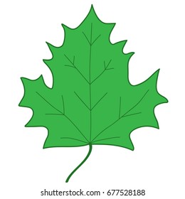Maple leaf sign. Green plane icon isolated on white background. Color nature logo. Botany wood or garden symbol. Ecology flat silhouette. Foliage mark. Stock vector illustration