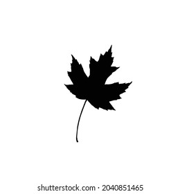 Maple leaf Silhouette on isolated background. Vector drawing
