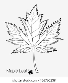 Ahornleaf Silhouette und Umriss für Ihr Design. Vektorsymbol auf weißem Hintergrund