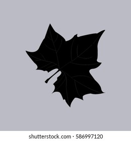 Maple Leaf Silhouette for your design. vector illustration