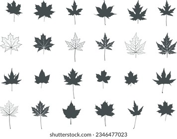 Maple leaf silhouettes, Maple leaf icon, Maple vector illustration, Maple leaf outline, Leaf silhouettes