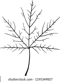 maple leaf skeleton vector illustration 