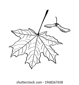 Maple leaf sketch. Autumn leaf outline icon. Botanical design element. Vector illustration.