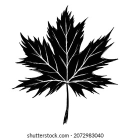 Maple Leaf sketch drawing isolated on white background. Digital Illustration