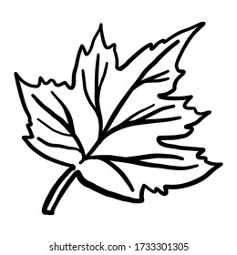 Maple leaf, sketch, hand-drawing. Doodle icon. Vector illustration isolated on a white background.